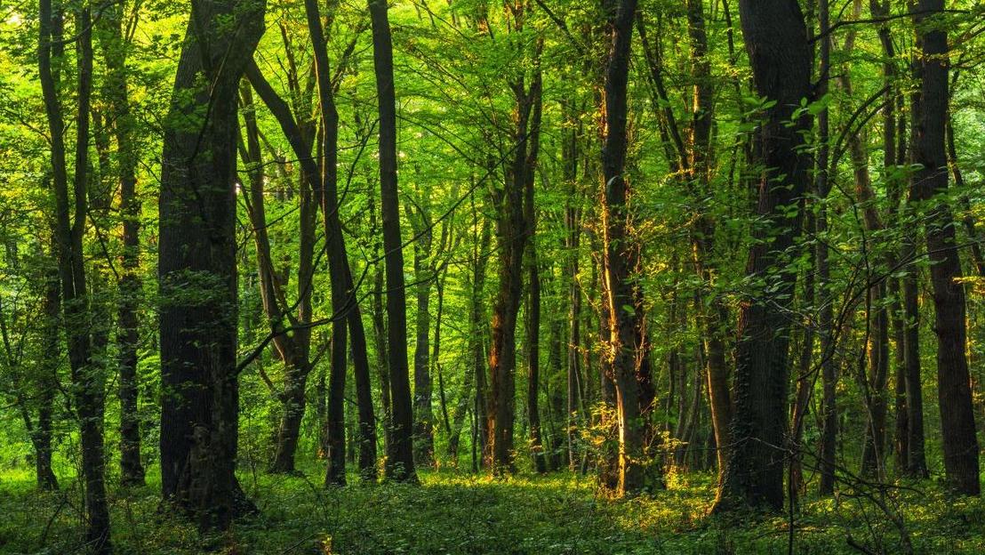 Symbolbild zum Thema "ESG - Nachhaltig investieren": ein dichter, grüner Wald. 